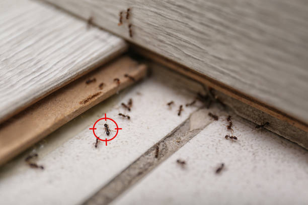 Best Flea Control Services  in Keasbey, NJ