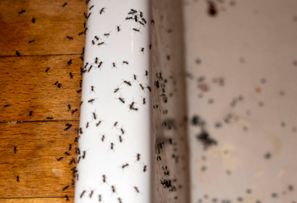 Best Emergency Pest Control  in Keasbey, NJ