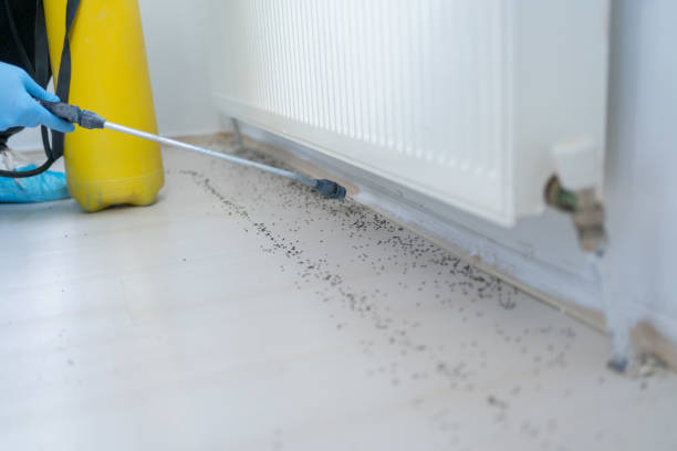 Best Pest Control Near Me  in Keasbey, NJ