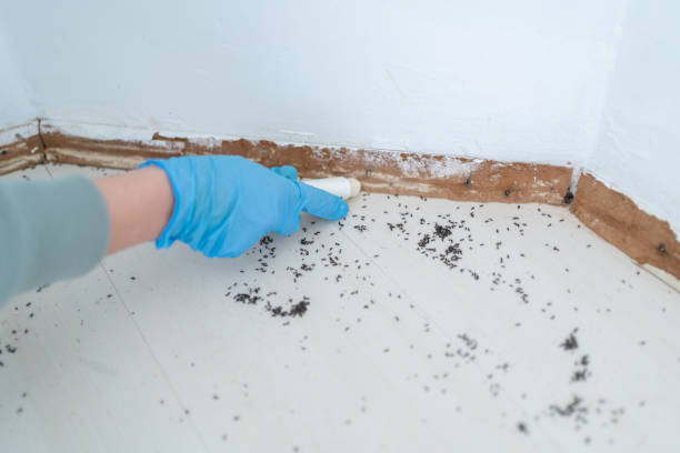Best Mosquito Control Services  in Keasbey, NJ
