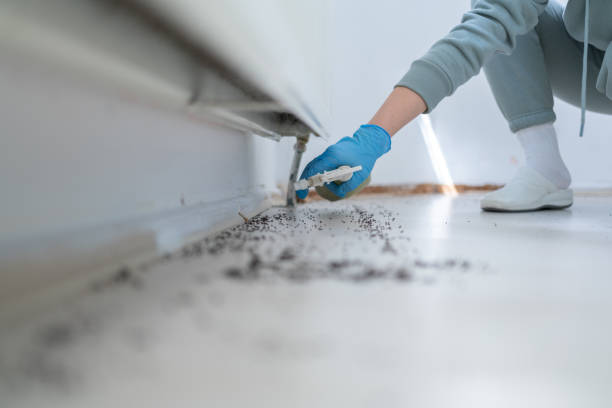 Reliable Keasbey, NJ Pest Control Solutions